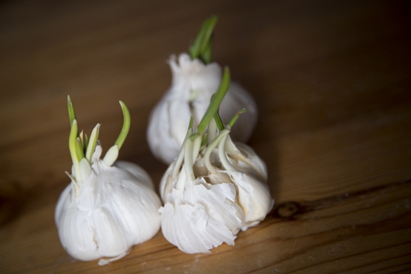 How to judge the readiness of garlic, by Charles Dowding