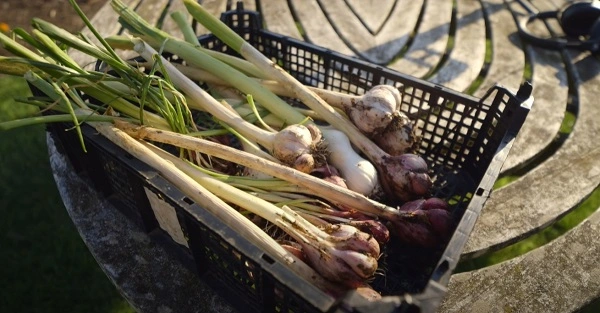 Image de l'article 'Grow garlic, an easy crop with no dig, hard or softneck, and tips for harvest, by Charles Dowding'