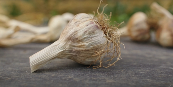  How to Grow Garlic, simple steps for HUGE yields, with Huw Richards