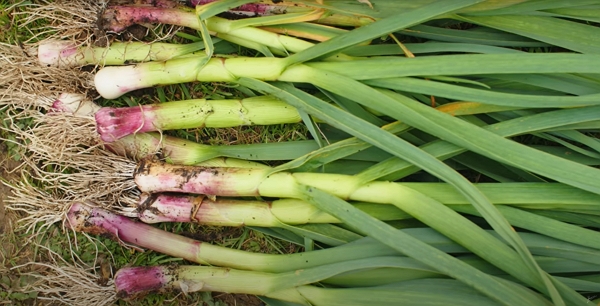 Garlic harvest in May