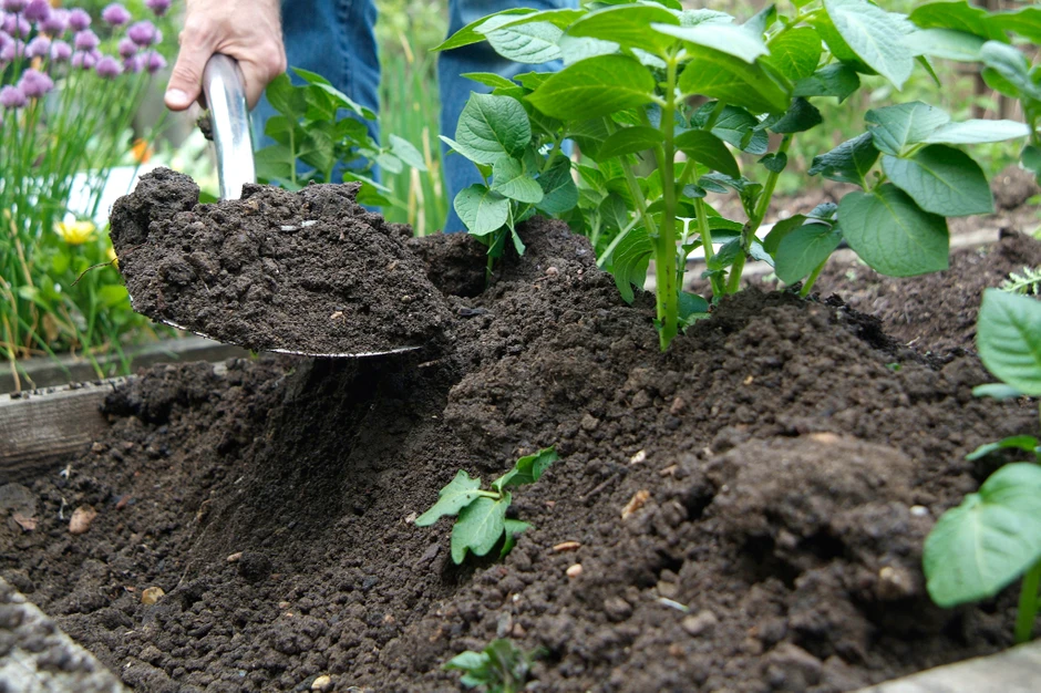Image de l'article 'Easy earthing up on potatoes with compost, with Charles Dowding'