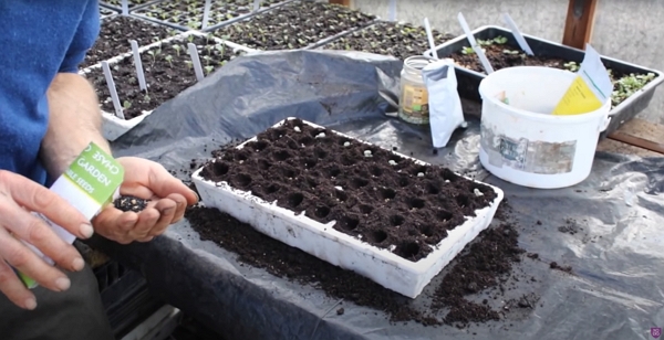 Image de l'article 'Multisowing modules to save time, compost and greenhouse space, by Charles Dowding'