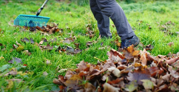 Someone collecting leaves