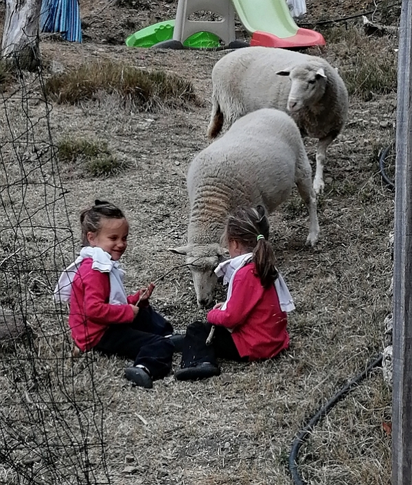 The twin girls feed the twin sheep