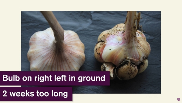 Good, on the left, versus overdue garlic, on the right