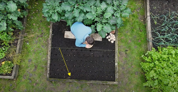 View from above of a diagonal planting pattern