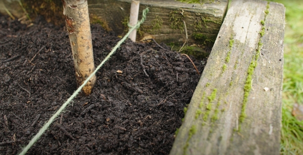Large stick in compost
