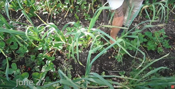 Harvesting garlic