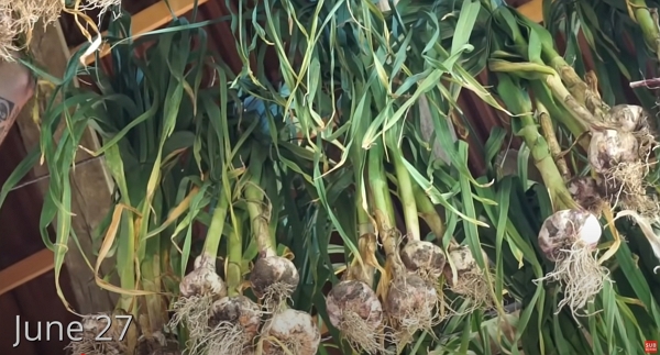 Setup garlic to dry