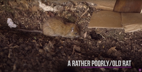A rat on compost in a heap