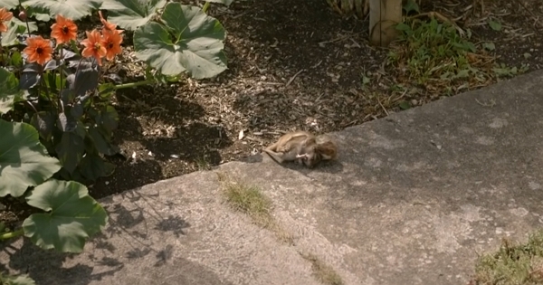 A weasel attacking and killing a rat