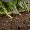 Bruxel sprouts growing in woody compost