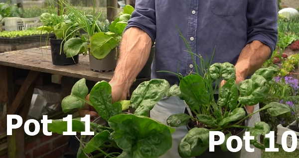 Spinach is looking strong in pots 10 and 11