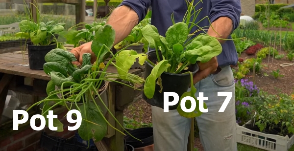 Pot 7 looks palish compared to Pot 9