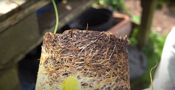 Roots are not looking good with too much worm compost