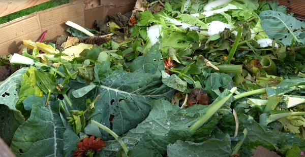 Inside a pallet heap, a lot of green vegetable waste