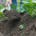 A shovel earthing up a plant of potatoes