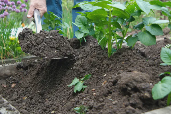 A shovel earthing up a plant of potatoes