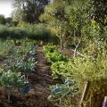 A garden with a lot of vegetables, like cabbages