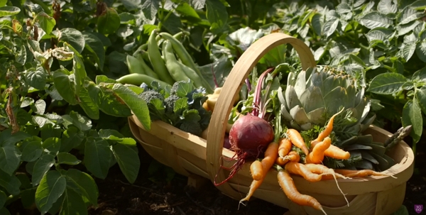 A basket of vegetables