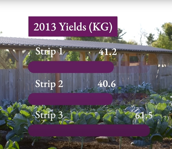 Yields of 2013:  Strip 1 yielded 41.2 kg of produce, Strip 2 yielded 40.6 kg of produce and Strip 3 yielded 61.5 kg of produce.