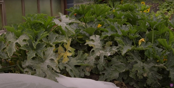 Courgettes with lower leaves covered with mildew