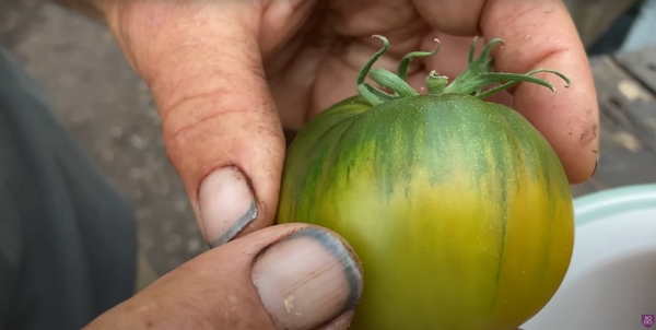 A tomato changing color, even after being harvested