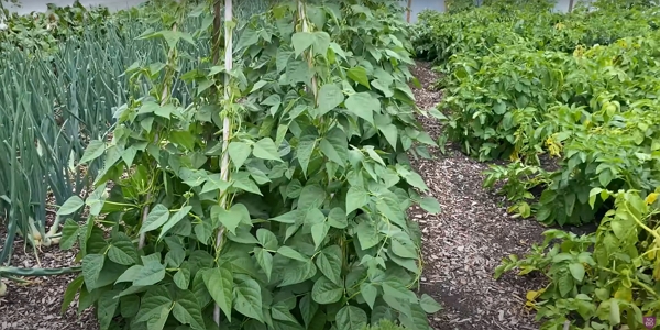 Beans climbing some poles in a garden