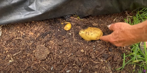 Estima potato in compost soil under a plastic cover