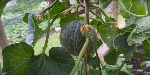 Minnesota midget melon