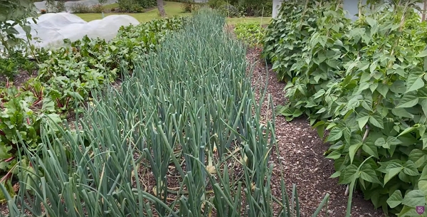 A strip of onions