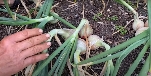 Clusters of onions