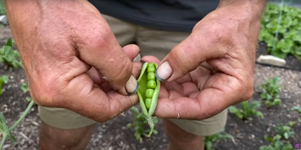 A pea pod with large seeds