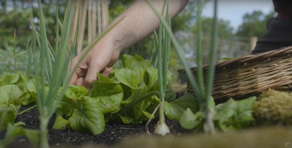 Salads with Alliums crops to help with the slugs