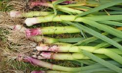 Garlic harvest in May