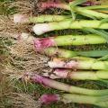Garlic harvest in May