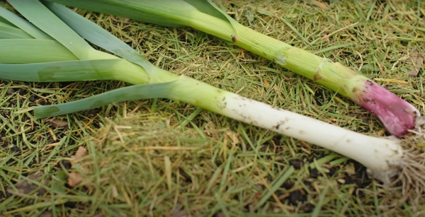 Small leak versus green garlic