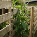 Comfrey growing near a compost heap