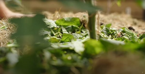 Comfrey at the foot of a tomato plant