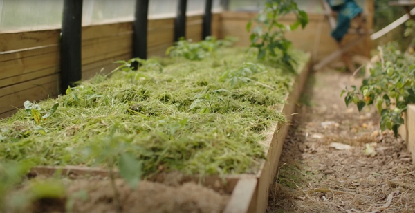 A garden bed with grass clippings applied