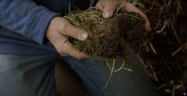 A patch of couch grass