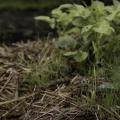 Potato plants in hay