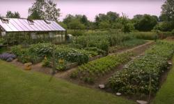Homeacres garden is full with vegetables