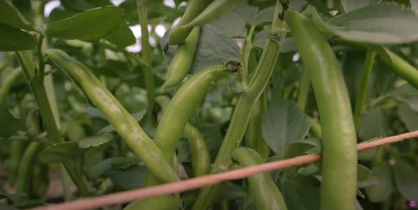 Big board beans