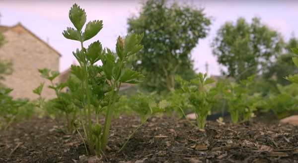 A patch of celery