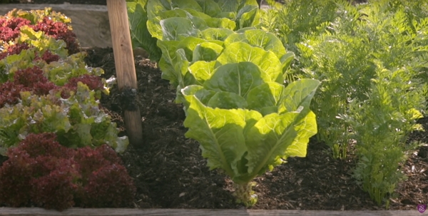 A wooden stick on the ground in a vegetable bed