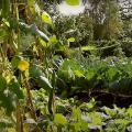 A garden filled with vegetables