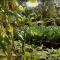 A garden filled with vegetables