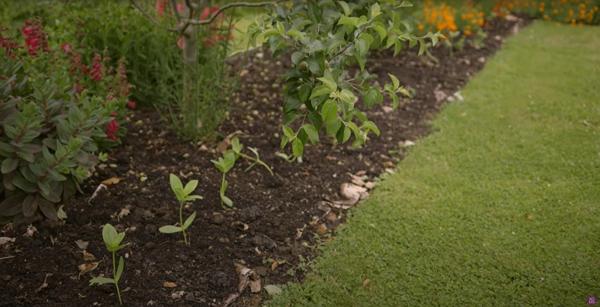 A bed of flowers at the bottom of a tree orchard