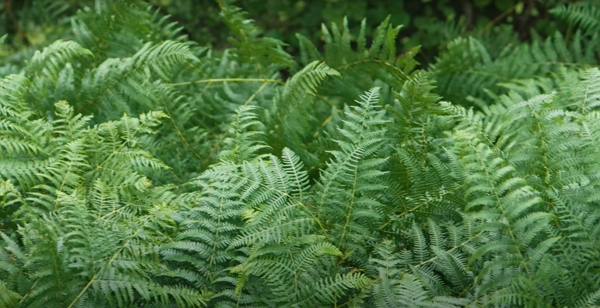 A lot of bracken leaves